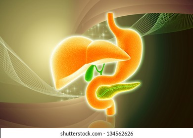 Digital Illustration Stomach Liver Pancreas Colour Stock Illustration ...