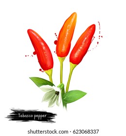 Digital illustration of Tabasco pepper, Capsicum frutescens isolated on white background. Organic healthy food. Red vegetable. Hand drawn plant closeup. Clip art illustration. Graphic design element