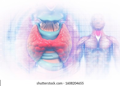 Digital Illustration Of Thyroid Gland.3d Illustration