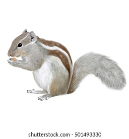 Digital Illustratoion Indian Squirrel Stock Illustration 501493330 ...