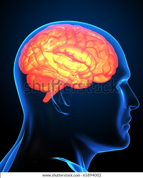 Digital Image Human Brain Xray Stock Illustration 65894002