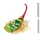 Digital painted canthigaster cicada illustration