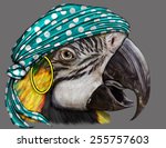 A Digital painting of a green,blue an yellow, Macaw Parrot with a turquiose pirate head scarf.