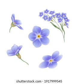 Digital Painting Illustration Set Of Forget Me Not Flower On White Background 