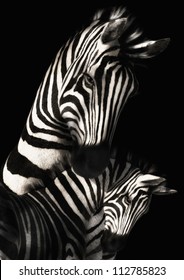 A digital render of a mother zebra with her foal.  Done in black and white with a black background.