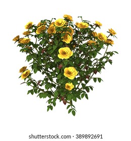 Digital Render Of A Yellow Rose Bush Isolated On White Background