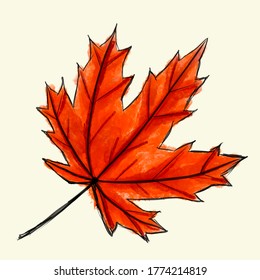Digital sketch maple leaf. Black doodle outline and red colored foliage isolated on white. Watercolor imitation bright dark and light colors with stains. nature product. Happy Canada day 