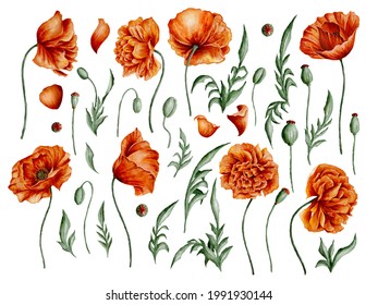 Digital watercolor elements kit with orange wild poppies, poppy buds, and green leaves on the blue background. Hand-drawn illustration of beautiful summer flowers.