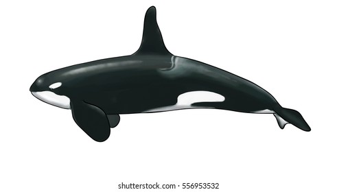 528 Orca watercolor Images, Stock Photos & Vectors | Shutterstock