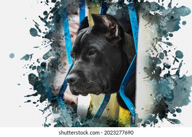 Digital watercolor painting of the Italian dog breed Cane Corso. Portrait of a larger black dog with cropped ears. The adult pet pokes his head through the blue metal bars of the fence.