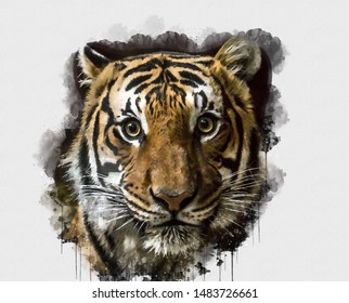 虎のデジタル水彩画 デジタルアート 熱い日にくつろぐ虎の王様の美しい画像を描いたデジタル水彩画 かわいい虎の単独画 抽象的な動物の壁紙 のイラスト素材