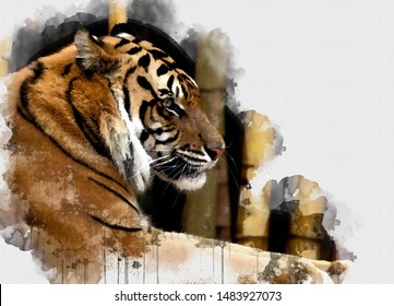 Digital watercolor painting Tiger