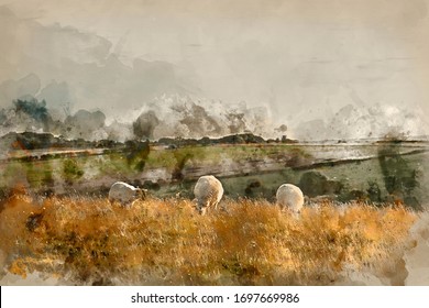 Digitally created watercolor painting of Beautiful Summer evening landscape image of sheep grazing in English countryside