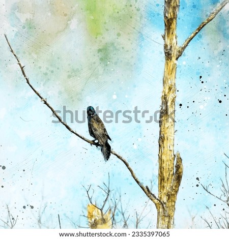 Digitally created watercolor painting of a common grackle giving s menacing stare over it's shoulder