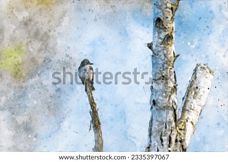 Digitally created watercolor painting of a Eastern Kingbird Tyrannus tyrannus perched on a white birch tree