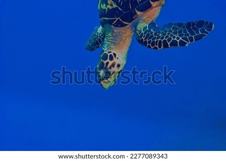 Digitally created watercolor painting of a hawksbill sea turtle swimming in blue water. Watercolor painting