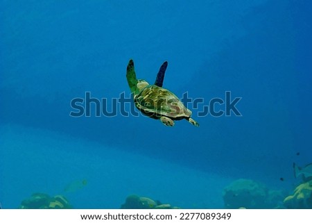 Digitally created watercolor painting of a hawksbill sea turtle swimming in blue water. Watercolor painting
