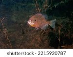 Digitally created watercolor painting of a male bluegill dollar sunfish in a natural habitat surrounding