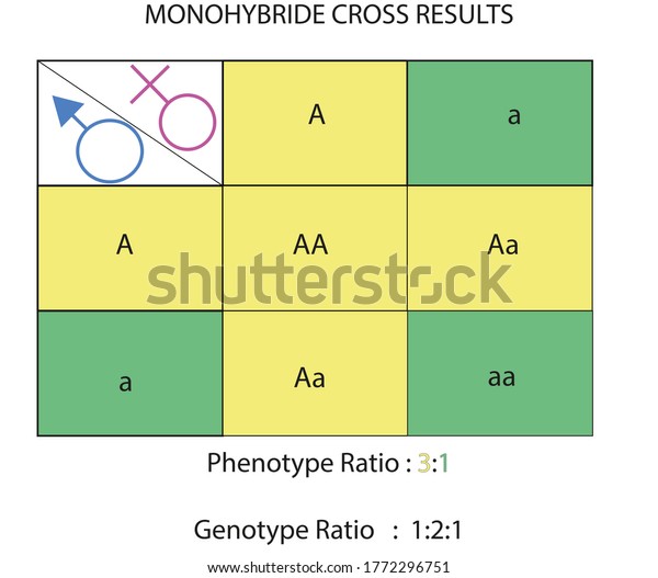 Dihybrid Cross Phenotypic Ratio White Background Stock Illustration