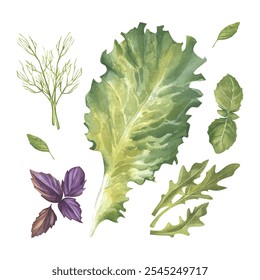 Dill, purple and green basil, arugula, lettuce leaf. Watercolor illustration. Provencal herbs. Fresh salad greens. Farm, vegetarian products. Healthy eating concept. Gardening and vegetable garden - Powered by Shutterstock