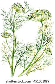 Dill Watercolor Drawing