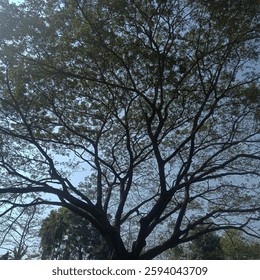 the dim sighted tree and leaf is very beautiful Skype or still trees nature autumn season plan 