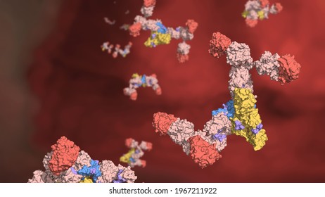 Dimeric SIgA Antibodies Inside The Intestinal Gut; Secretory IgA Immunoglobulins Against Red Background 3d Render