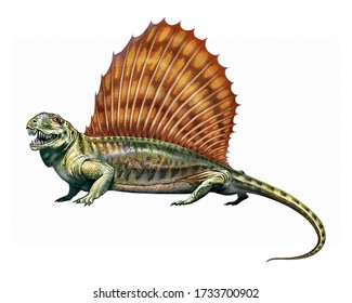 Dimetrodon, realistic drawing, predator of the family Sphenacodontidae, illustration to the encyclopedia of animals of the Permian perid, isolated image on white background