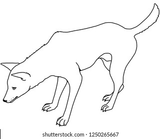 Dingo Dogs Stock Illustrations, Images & Vectors | Shutterstock