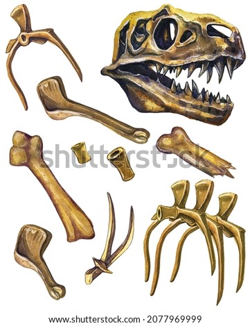 Dinosaur bones. paleontology and archeology. Tyrannosaurus Rex skeleton. Watercolor drawing.
