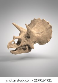 Dinosaur Skeleton. Triceratops Fossil Skull 3d Illustration