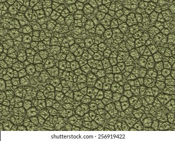 Dinosaur Skin Texture