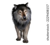 Dire Wolf Growling 3d illustration - The carnivorous Dire Wolf lived in North and South America during the Pleistocene Period.