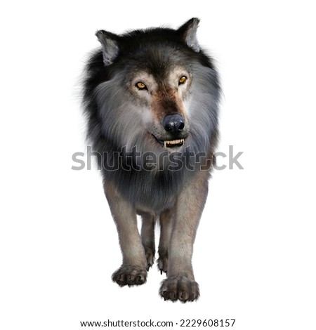 Dire Wolf Growling 3d illustration - The carnivorous Dire Wolf lived in North and South America during the Pleistocene Period. [[stock_photo]] © 
