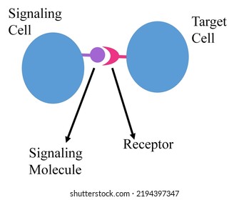 Direct Signaling Of The Cells Via Signaling Molecule And Receptor.