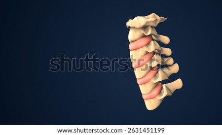 Disc Structure Between Vertebral Bones for Movement 3d illustration