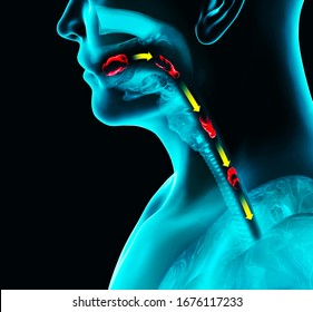Disorders of swallowing, dysphagia. Pharyngeal and esophageal dysphagia. Oral phase. The path of food, the act of swallowing. Person ia x-ray, 3d render