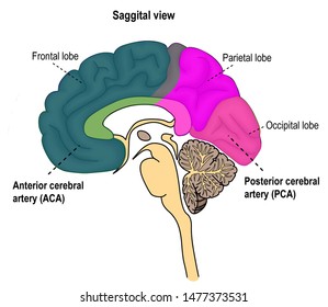 67 Anterior Cerebral Artery Images, Stock Photos & Vectors | Shutterstock