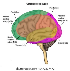  the distribution of each major cerebral arteries.  