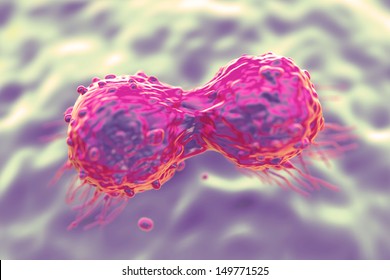 Dividing Breast Cancer Cell