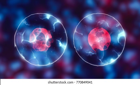 Dividing Cell Nucleus Mitosis Multiplication Cells Stock Illustration ...