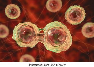 Dividing Stem Cells, 3D Illustration. Research And Scientific Background