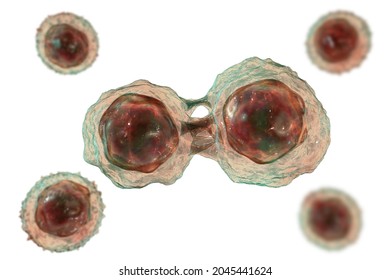 Dividing Stem Cells, 3D Illustration. Research And Scientific Background