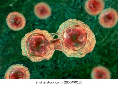 Dividing Stem Cells, 3D Illustration. Research And Scientific Background