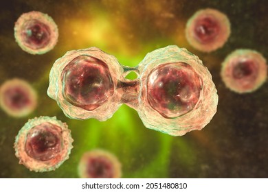 Dividing Stem Cells, 3D Illustration. Research And Scientific Background