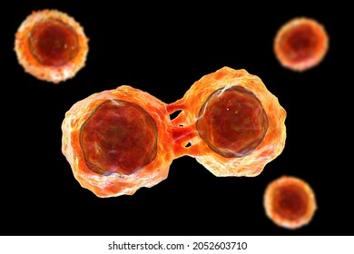 Dividing Stem Cells, 3D Illustration. Research And Scientific Background