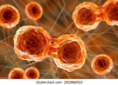 Dividing Stem Cells, 3D Illustration. Research And Scientific Background