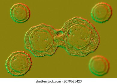 Dividing Stem Cells, 3D Illustration. Research And Scientific Background