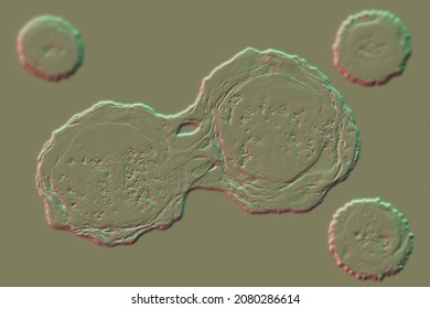 Dividing Stem Cells, 3D Illustration. Research And Scientific Background