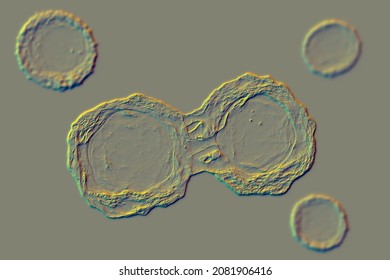 Dividing Stem Cells, 3D Illustration. Research And Scientific Background